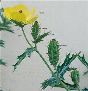  Branch bearing flower and capsules